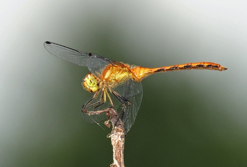 Male, immature
2010_07_03_Towns